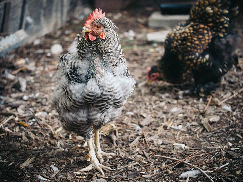 Why Some Chickens Molt Faster: Breed, Production, and Care Factors