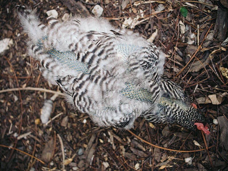 Why Some Chickens Molt Faster: Breed, Production, and Care Factors