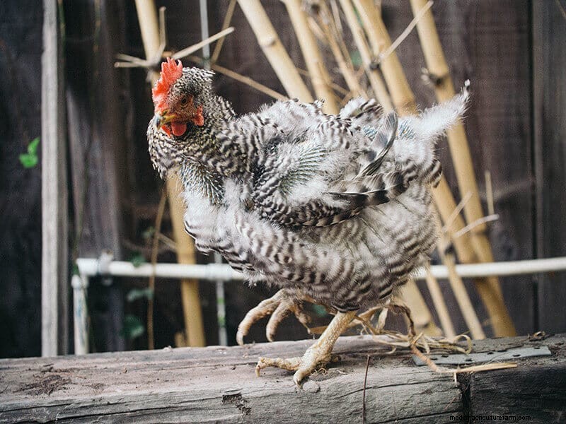 Why Some Chickens Molt Faster: Breed, Production, and Care Factors