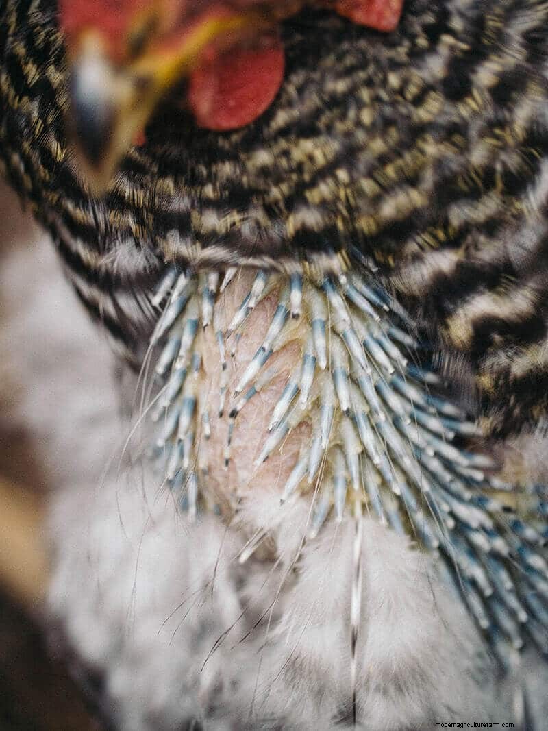 Why Some Chickens Molt Faster: Breed, Production, and Care Factors