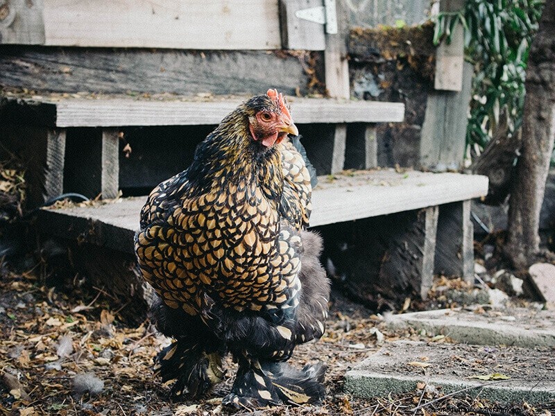Why Some Chickens Molt Faster: Breed, Production, and Care Factors