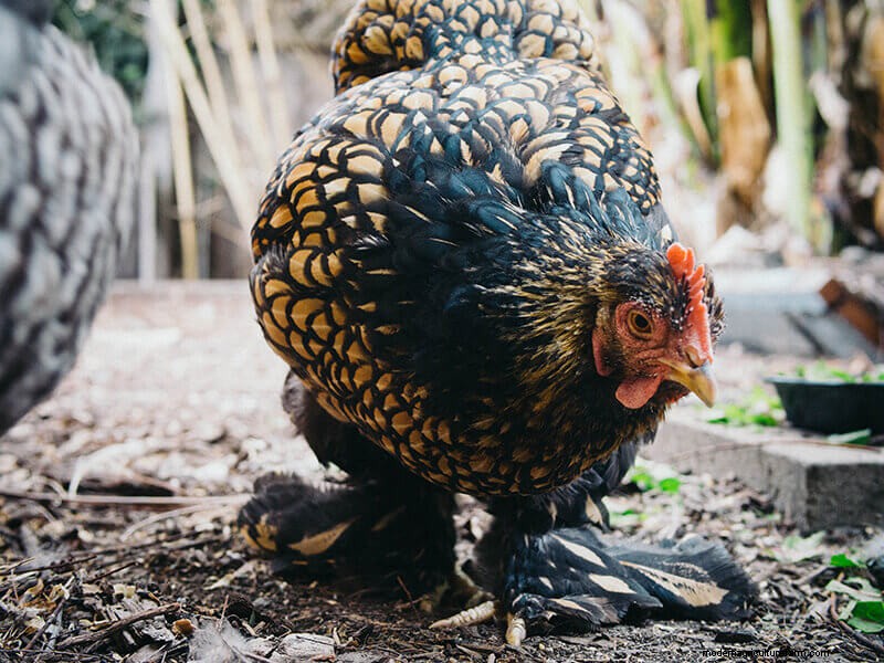 Why Some Chickens Molt Faster: Breed, Production, and Care Factors