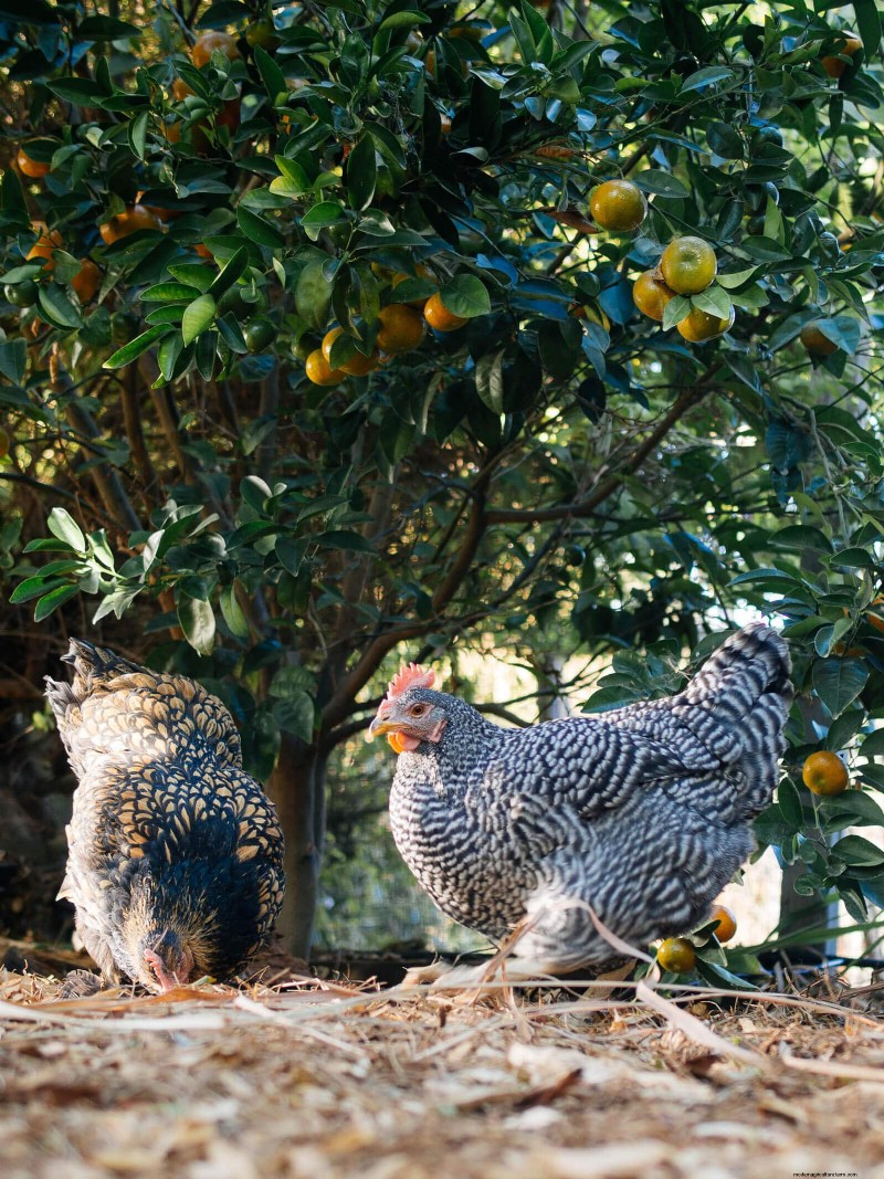 Inside a Chicken’s Molt: The Science and Beauty of Feather Renewal
