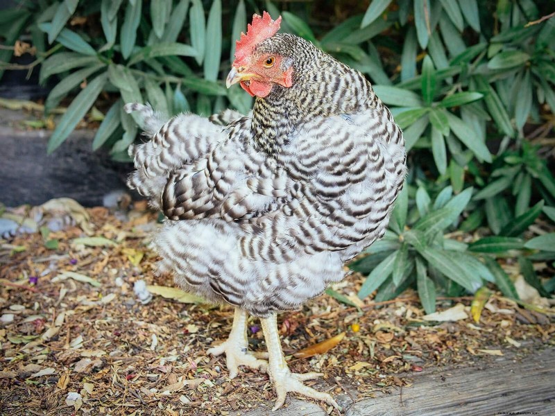 Inside a Chicken’s Molt: The Science and Beauty of Feather Renewal