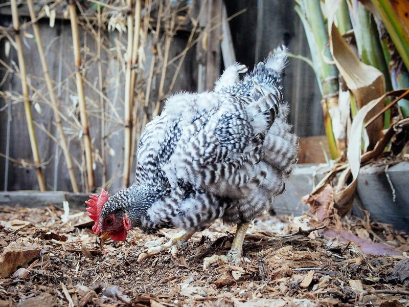 Inside a Chicken’s Molt: The Science and Beauty of Feather Renewal