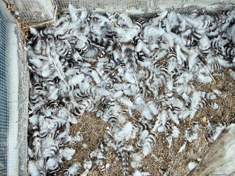 Inside a Chicken’s Molt: The Science and Beauty of Feather Renewal