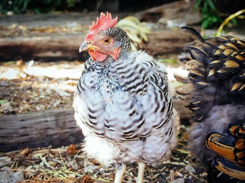 Inside a Chicken’s Molt: The Science and Beauty of Feather Renewal