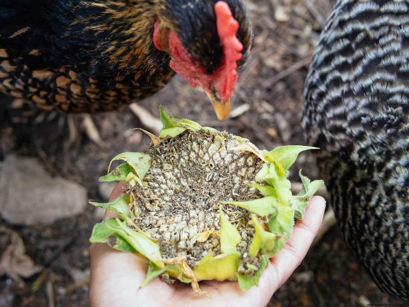 Inside a Chicken’s Molt: The Science and Beauty of Feather Renewal