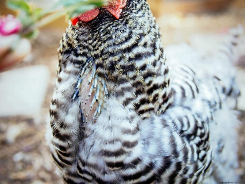 Inside a Chicken’s Molt: The Science and Beauty of Feather Renewal