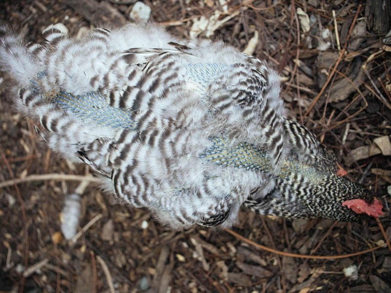 Inside a Chicken’s Molt: The Science and Beauty of Feather Renewal