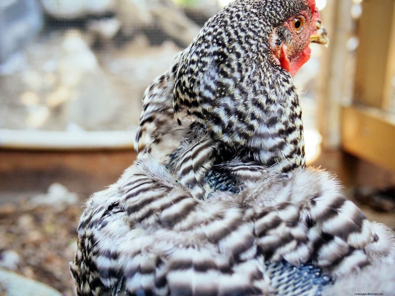 Inside a Chicken’s Molt: The Science and Beauty of Feather Renewal