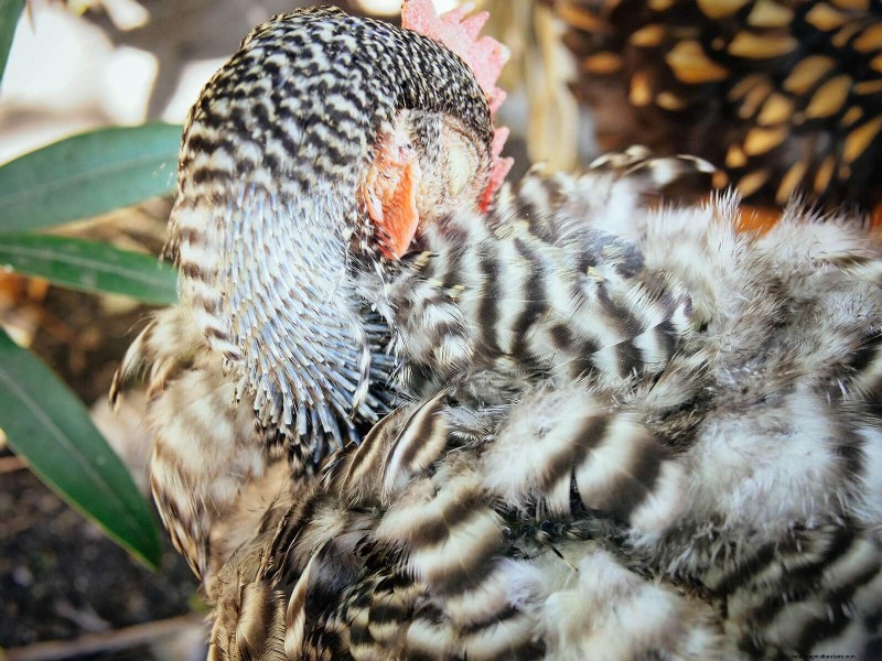 Inside a Chicken’s Molt: The Science and Beauty of Feather Renewal