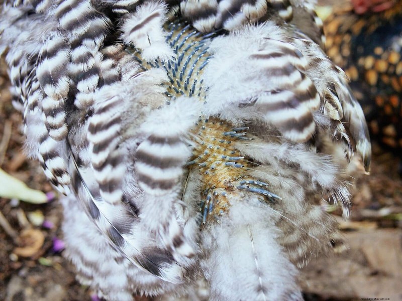 Inside a Chicken’s Molt: The Science and Beauty of Feather Renewal