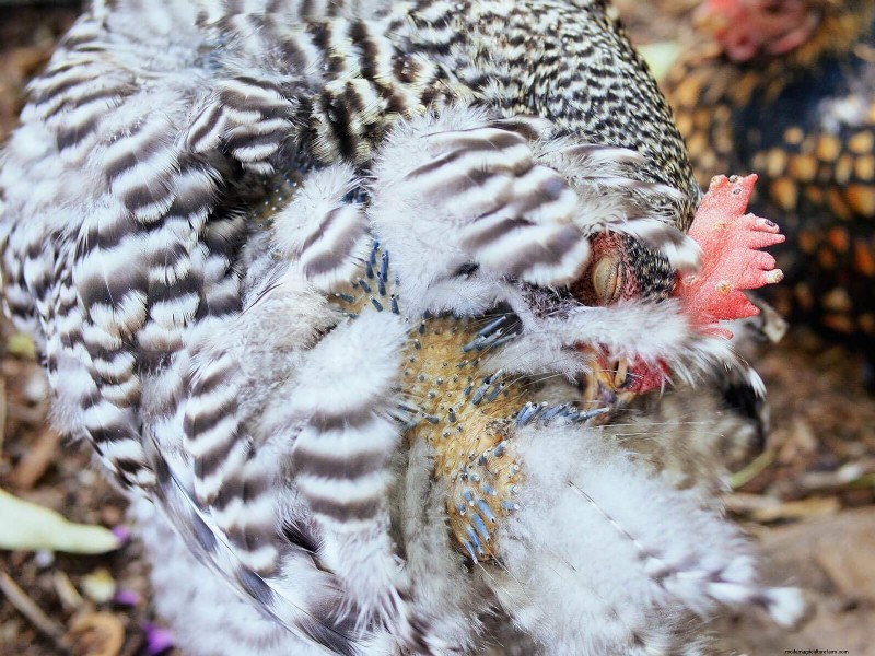 Inside a Chicken’s Molt: The Science and Beauty of Feather Renewal