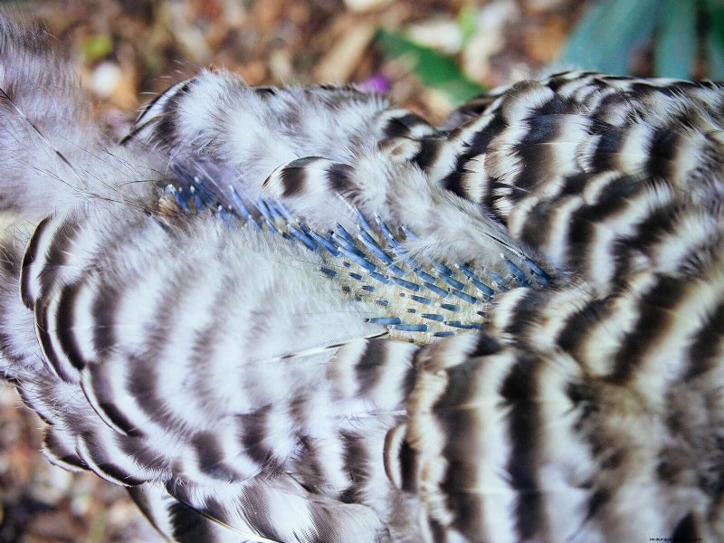 Inside a Chicken’s Molt: The Science and Beauty of Feather Renewal