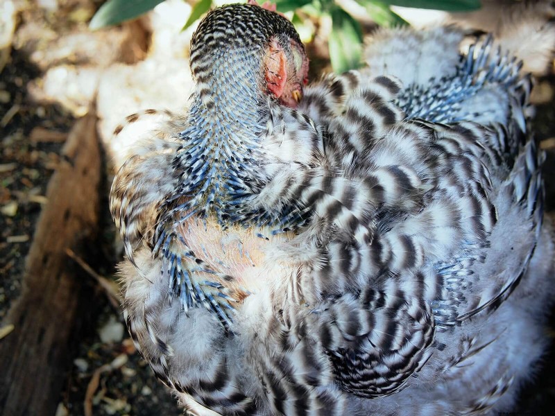 Inside a Chicken’s Molt: The Science and Beauty of Feather Renewal