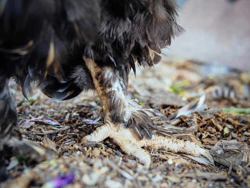 Inside a Chicken’s Molt: The Science and Beauty of Feather Renewal