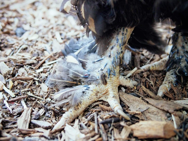 Inside a Chicken’s Molt: The Science and Beauty of Feather Renewal