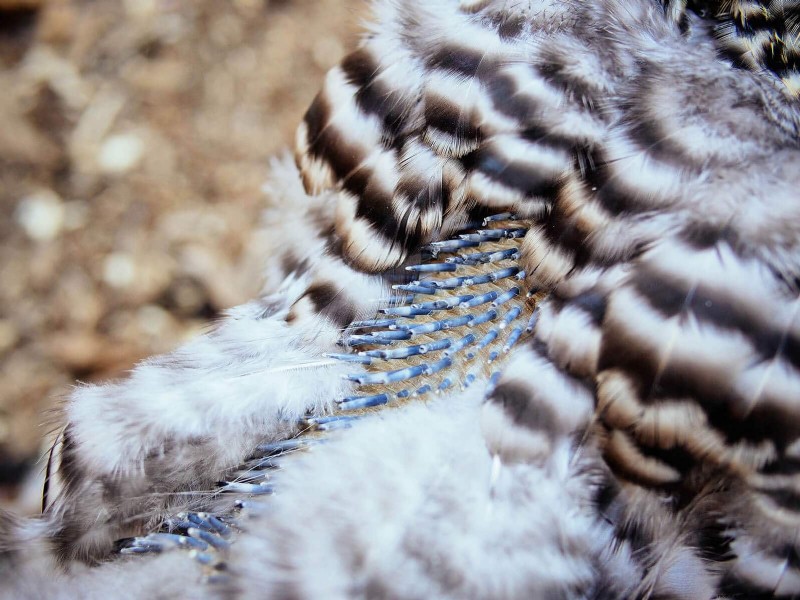 Inside a Chicken’s Molt: The Science and Beauty of Feather Renewal