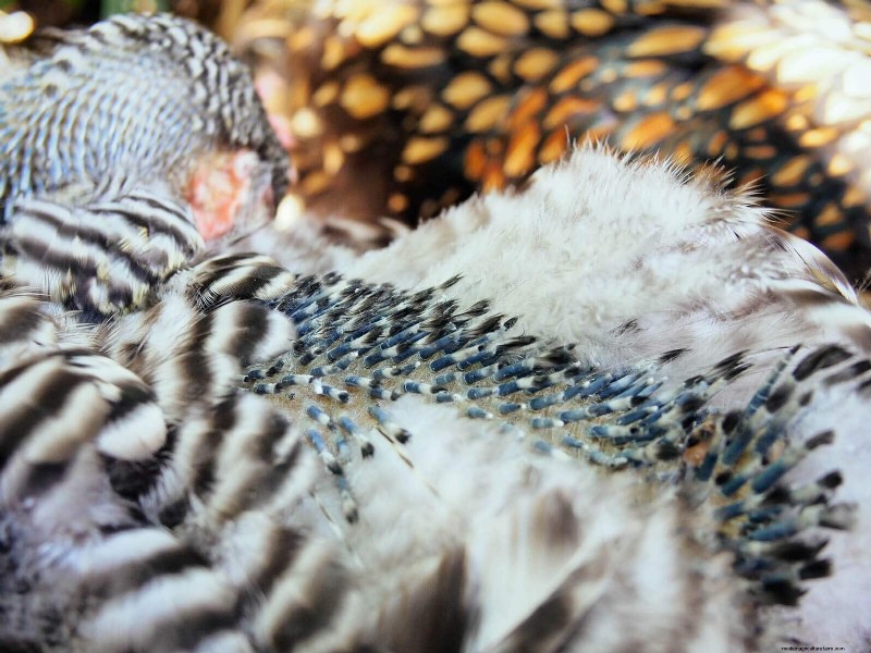 Inside a Chicken’s Molt: The Science and Beauty of Feather Renewal
