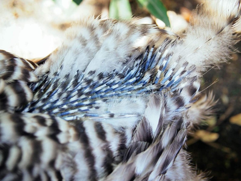 Inside a Chicken’s Molt: The Science and Beauty of Feather Renewal