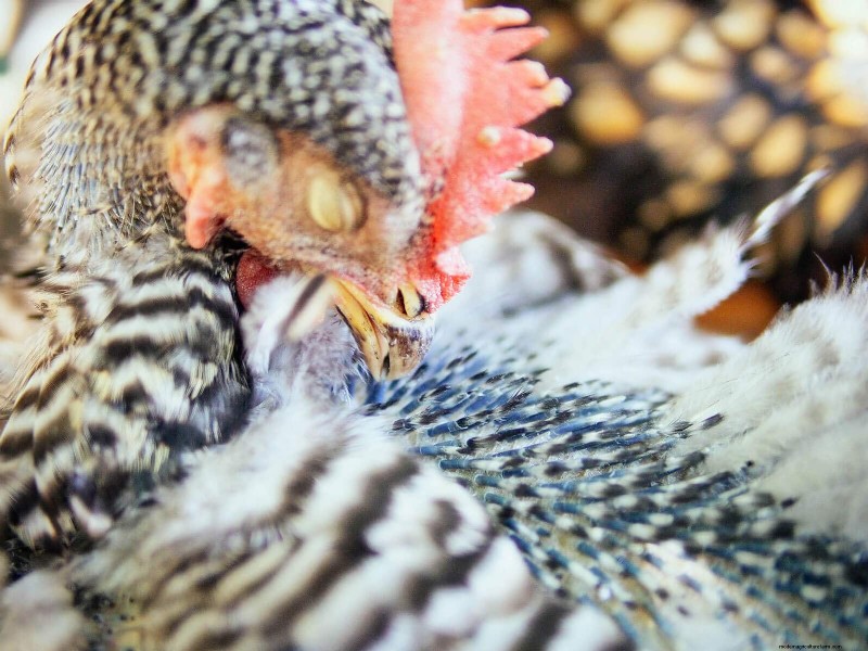 Inside a Chicken’s Molt: The Science and Beauty of Feather Renewal
