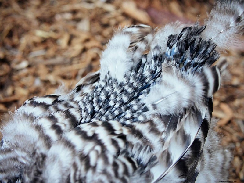 Inside a Chicken’s Molt: The Science and Beauty of Feather Renewal