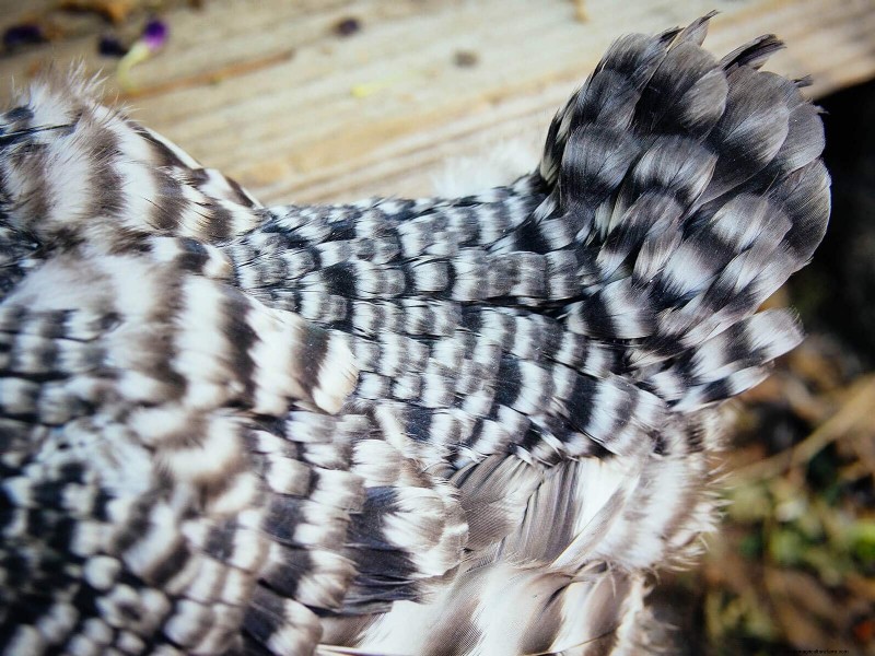 Inside a Chicken’s Molt: The Science and Beauty of Feather Renewal
