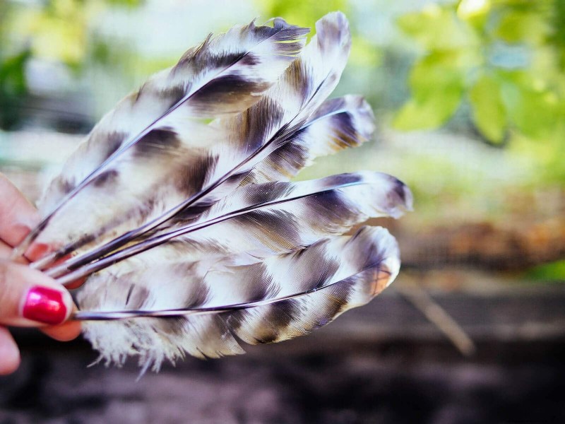 Inside a Chicken’s Molt: The Science and Beauty of Feather Renewal