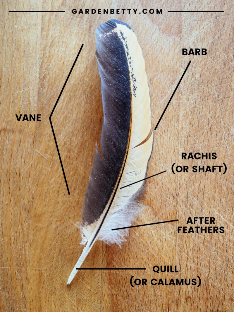 Inside a Chicken’s Molt: The Science and Beauty of Feather Renewal