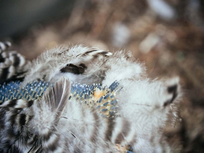 Inside a Chicken’s Molt: The Science and Beauty of Feather Renewal