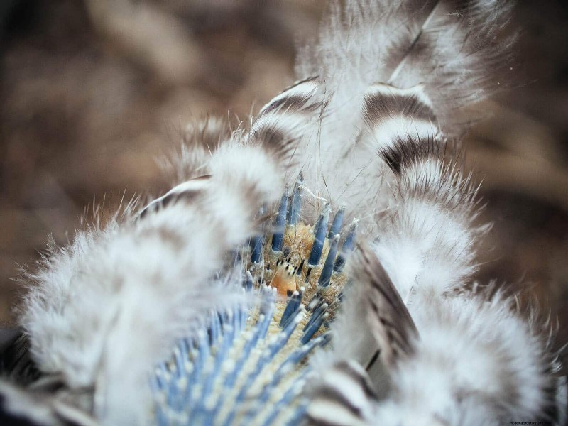 Inside a Chicken’s Molt: The Science and Beauty of Feather Renewal
