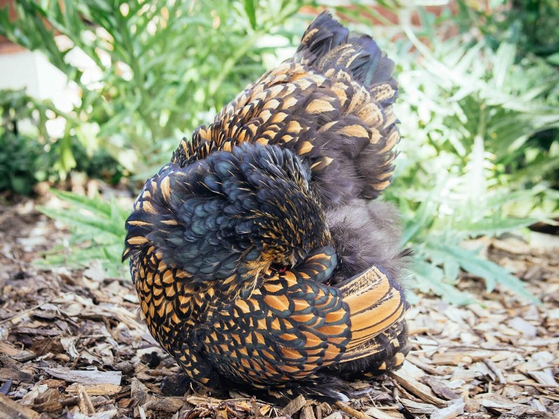 Inside a Chicken’s Molt: The Science and Beauty of Feather Renewal