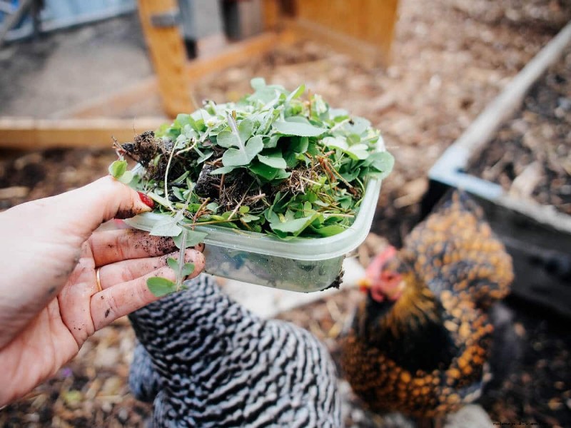 How Backyard Chickens Produce Rich, Orange Egg Yolks: A Proven Guide