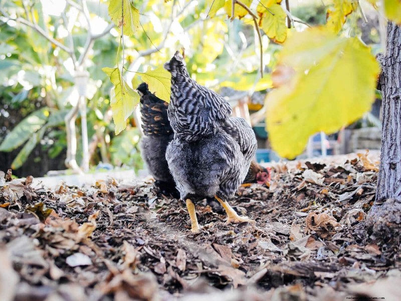 How Backyard Chickens Produce Rich, Orange Egg Yolks: A Proven Guide