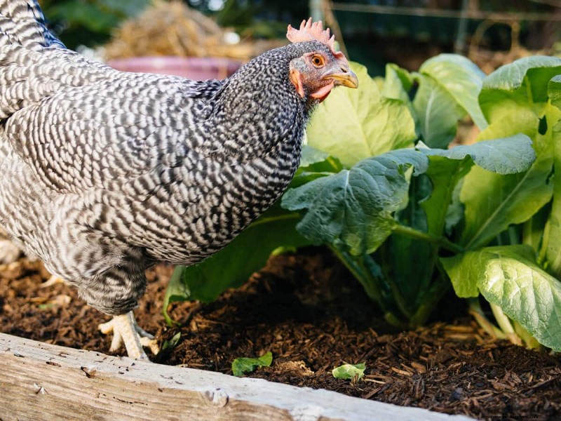How Backyard Chickens Produce Rich, Orange Egg Yolks: A Proven Guide