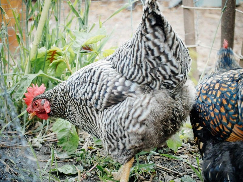 How Backyard Chickens Produce Rich, Orange Egg Yolks: A Proven Guide