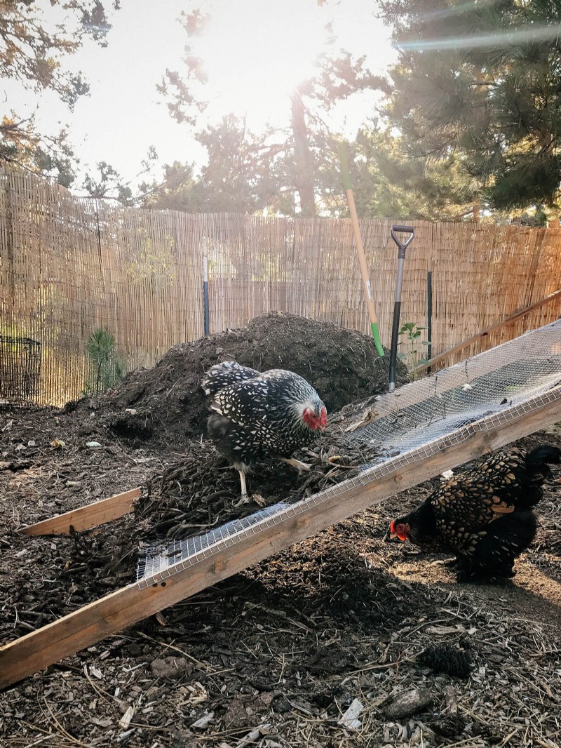 How Backyard Chickens Produce Rich, Orange Egg Yolks: A Proven Guide