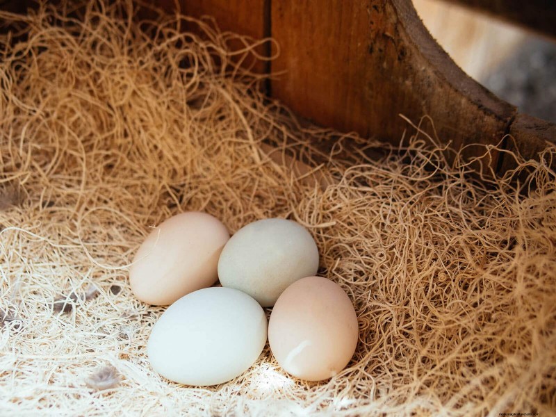 Soy‑Free, Corn‑Free Whole‑Grain Chicken Feed: A Proven DIY Recipe