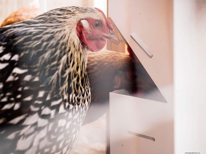Soy‑Free, Corn‑Free Whole‑Grain Chicken Feed: A Proven DIY Recipe