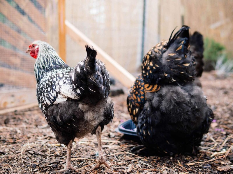 Soy‑Free, Corn‑Free Whole‑Grain Chicken Feed: A Proven DIY Recipe