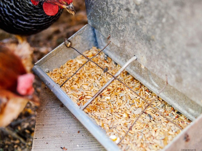Soy‑Free, Corn‑Free Whole‑Grain Chicken Feed: A Proven DIY Recipe