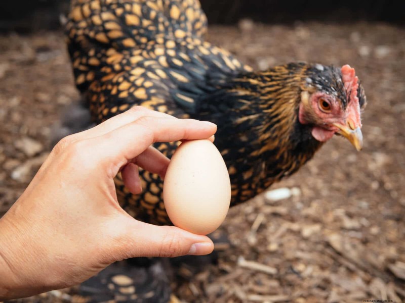 Is Your Egg Storage Method Wrong? Why Backyard Eggs Don t Need Refrigeration