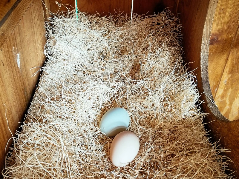 Is Your Egg Storage Method Wrong? Why Backyard Eggs Don t Need Refrigeration