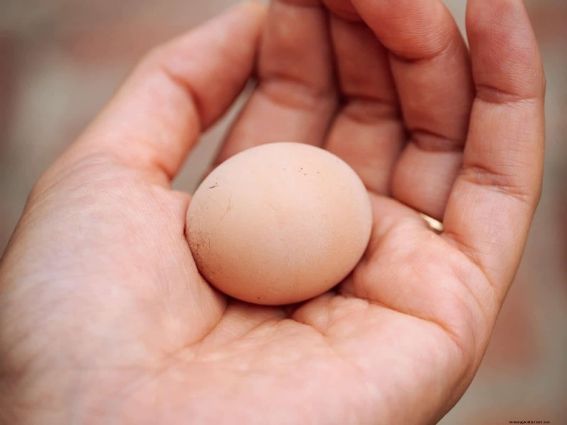 Unraveling Tiny Chicken Eggs: Why They Happen and How to Spot Them