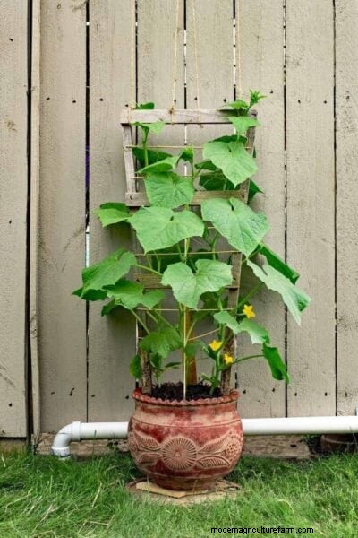 Vertical Cucumber Cultivation: A Complete Guide to Space‑Saving Success