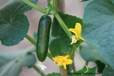 Vertical Cucumber Cultivation: A Complete Guide to Space‑Saving Success