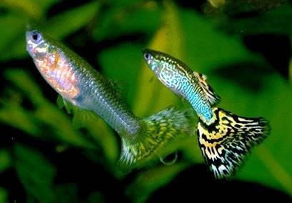 Can Guppies and Angelfish Live Together? Expert Insights on Compatibility