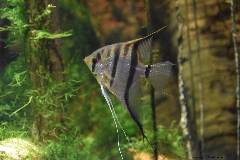 Can Guppies and Angelfish Live Together? Expert Insights on Compatibility