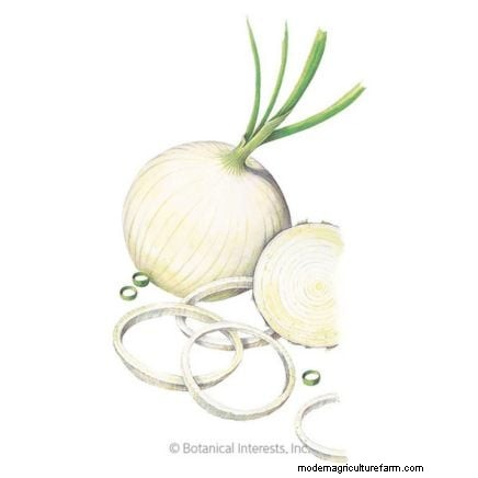 The Complete Guide to Planting Onion Sets: From Soil Preparation to Harvest